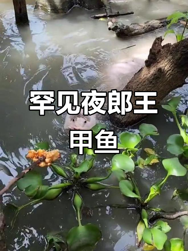 稀有夜郎王甲鱼,独特颜色让人惊艳