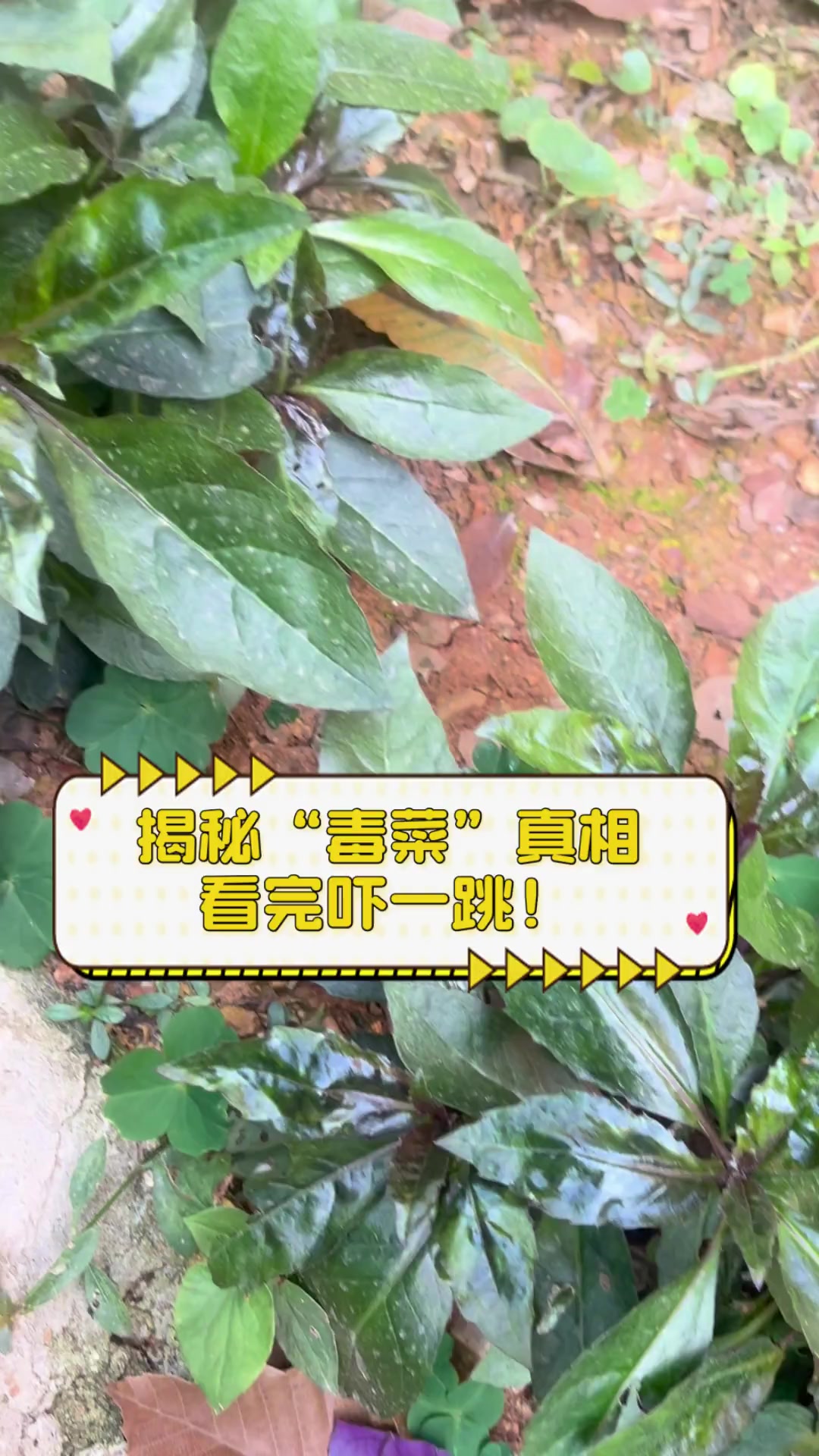 揭秘“毒菜”真相,看完吓一跳!