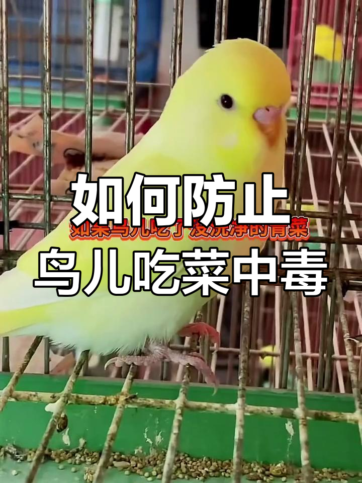 喂鸟青菜不当,如何应对中毒