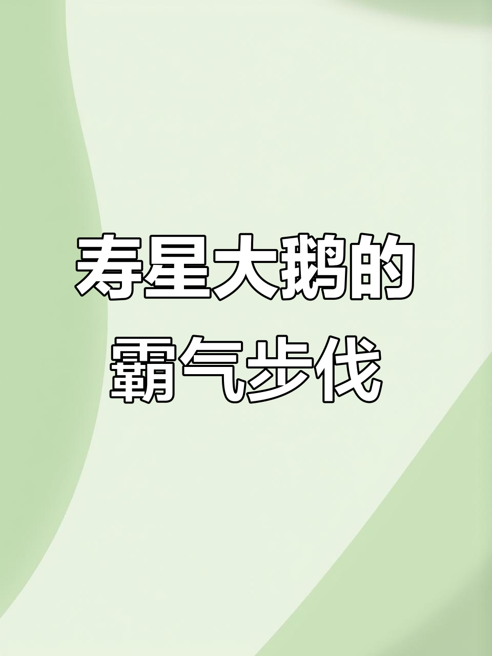 这只“寿星”大鹅走路气场全开,昂首阔步六亲不认