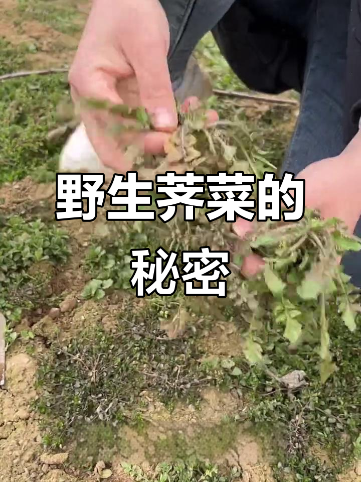 野生荠菜为何变“生锈”?热水一焯就恢复原样