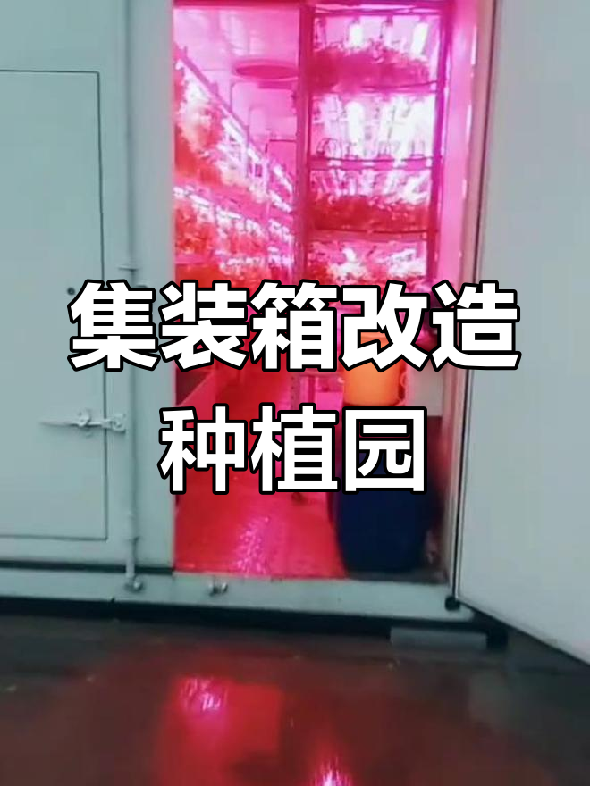 集装箱变身植物工厂,蔬菜与蘑菇共生新模式