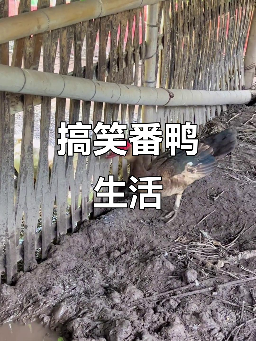 番鸭养殖日常,恐龙般的叫声让人忍俊不禁