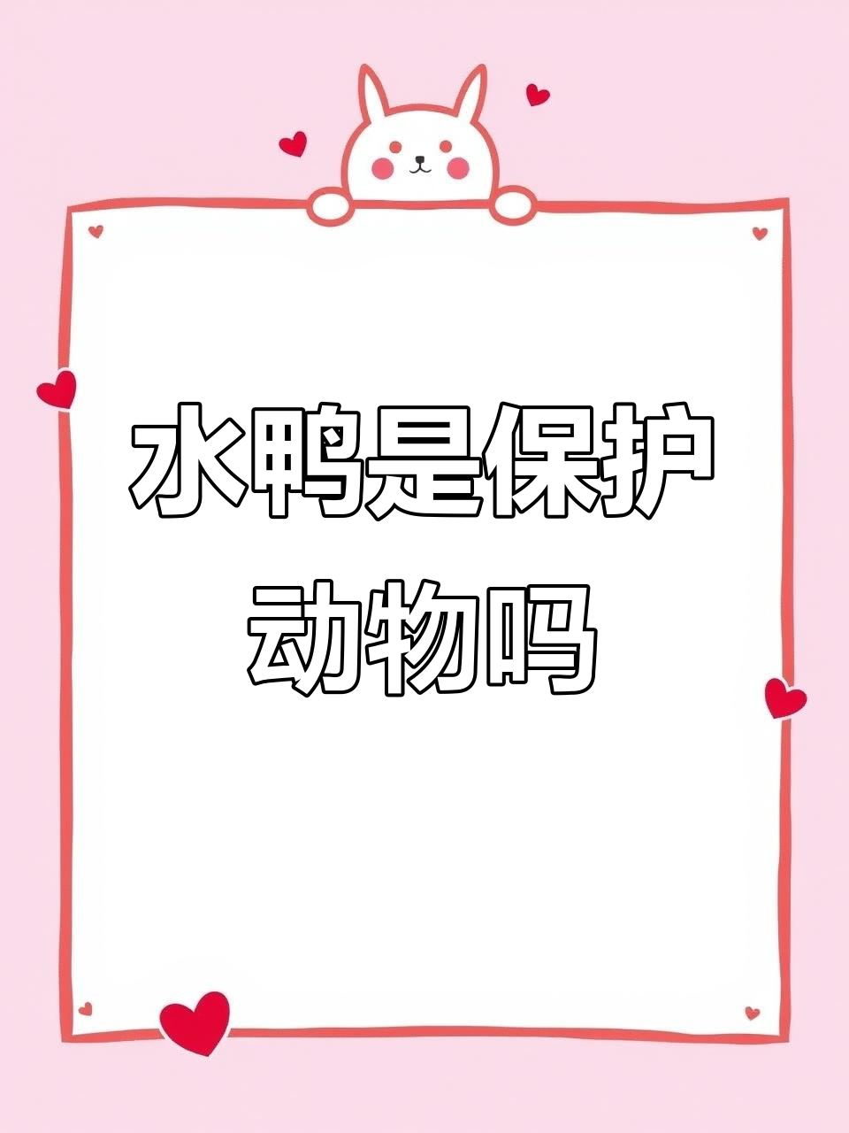 野生水鸭子是否为保护动物?了解真相