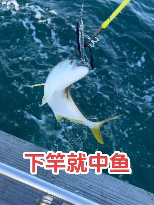下竿就中鱼 今天鱼口很暴躁,来了下竿就中黄鲣鱼