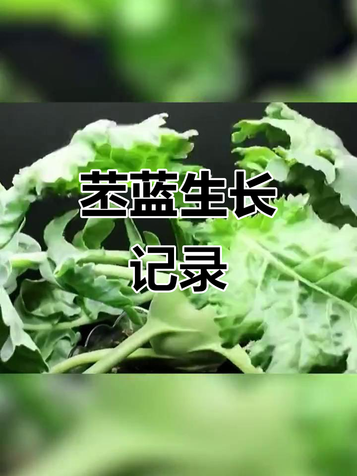 苤蓝种子发芽成长全过程,生命的奇迹就在眼前