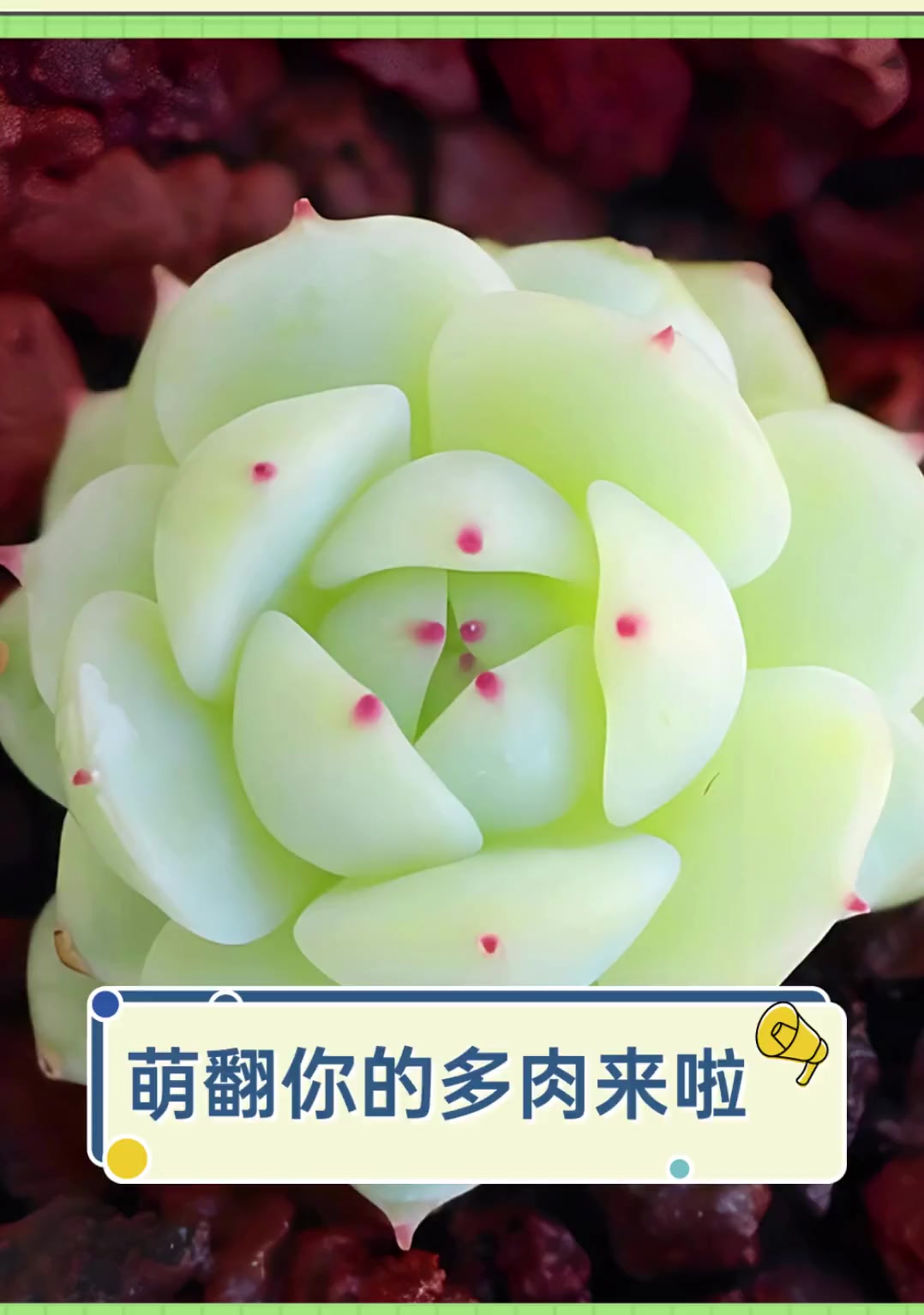 萌翻你的多肉来啦