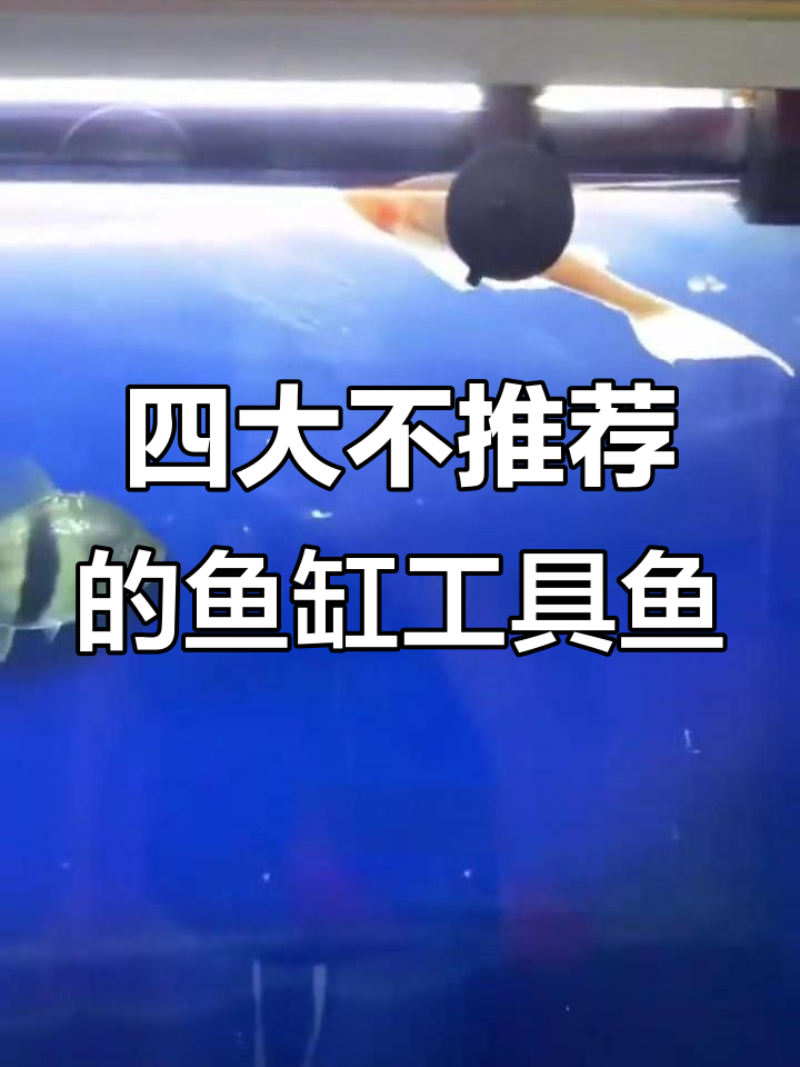 不推荐养的四种鱼缸清洁工,清道夫和金苔鼠的隐患