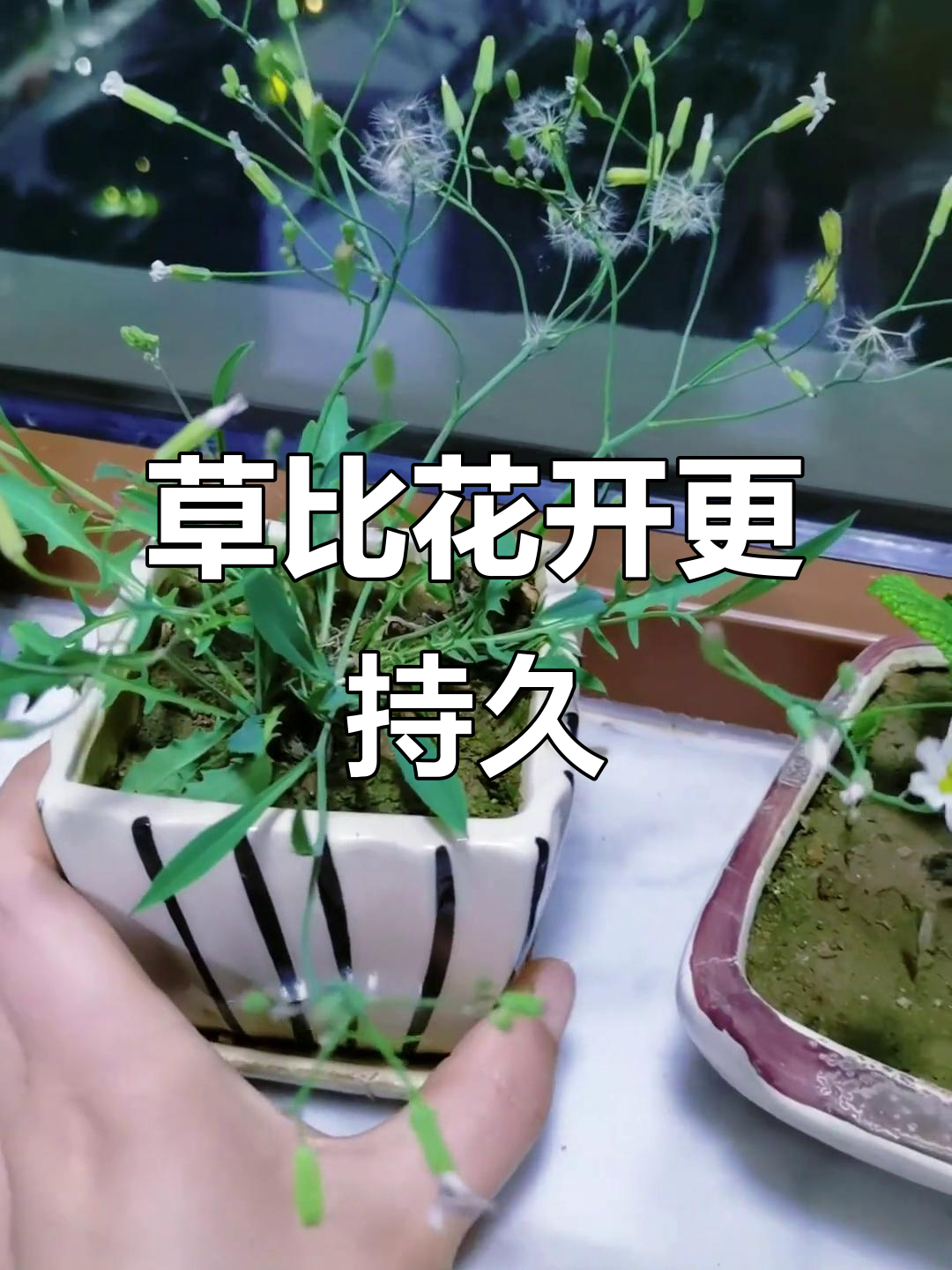 种花未必开花,种草却天天绽放,还能结出惊喜!