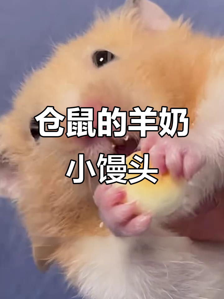 仓鼠也能吃旺仔小馒头,羊奶味让它停不下来