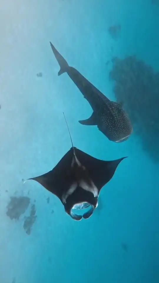 WhalesharkManta Rays令人惊叹的海洋生物鲸鲨蝠鲼震撼且唯美的瞬间 这一秒