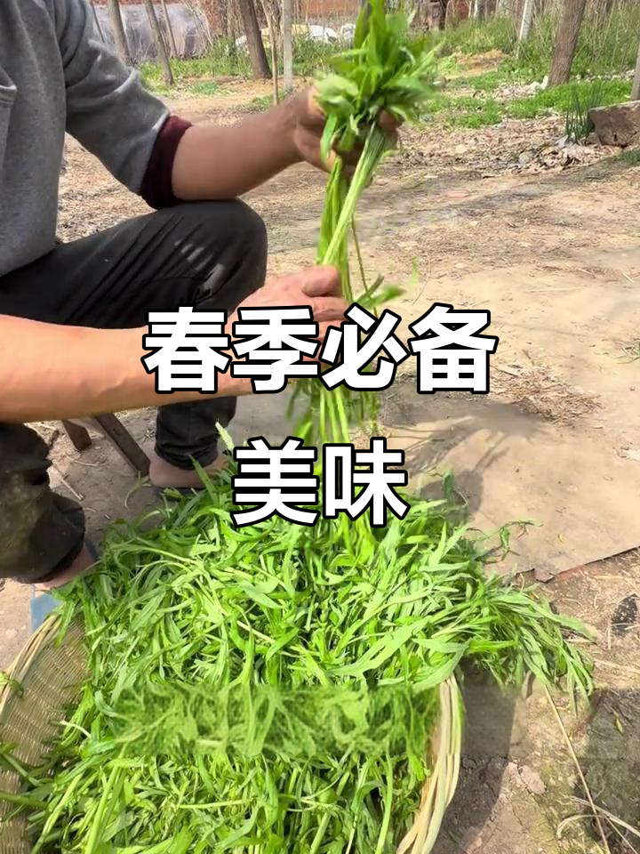 春天必吃芦蒿,脆嫩清香,炒腊肉或香干都是绝配