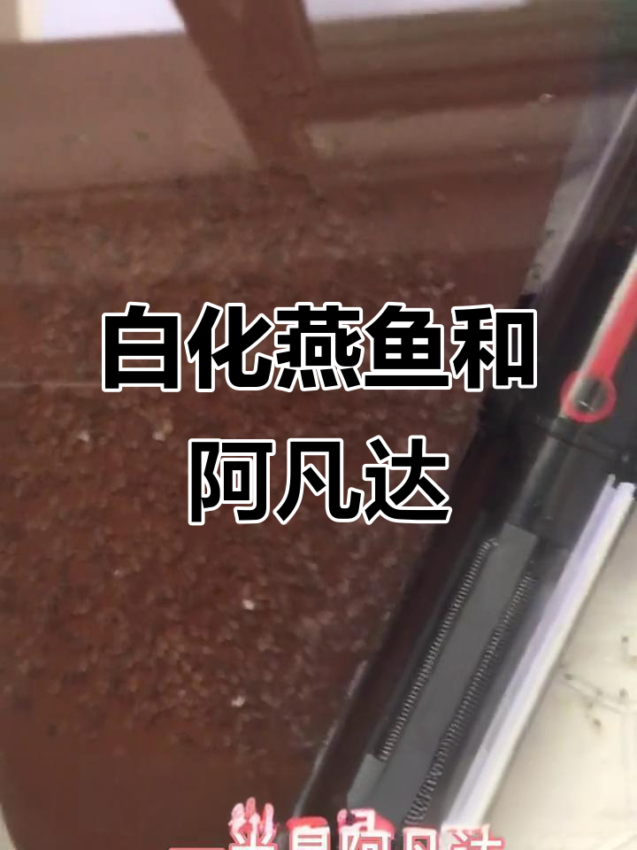 白化燕鱼与阿凡达母鱼的产卵过程,孵化后的惊喜