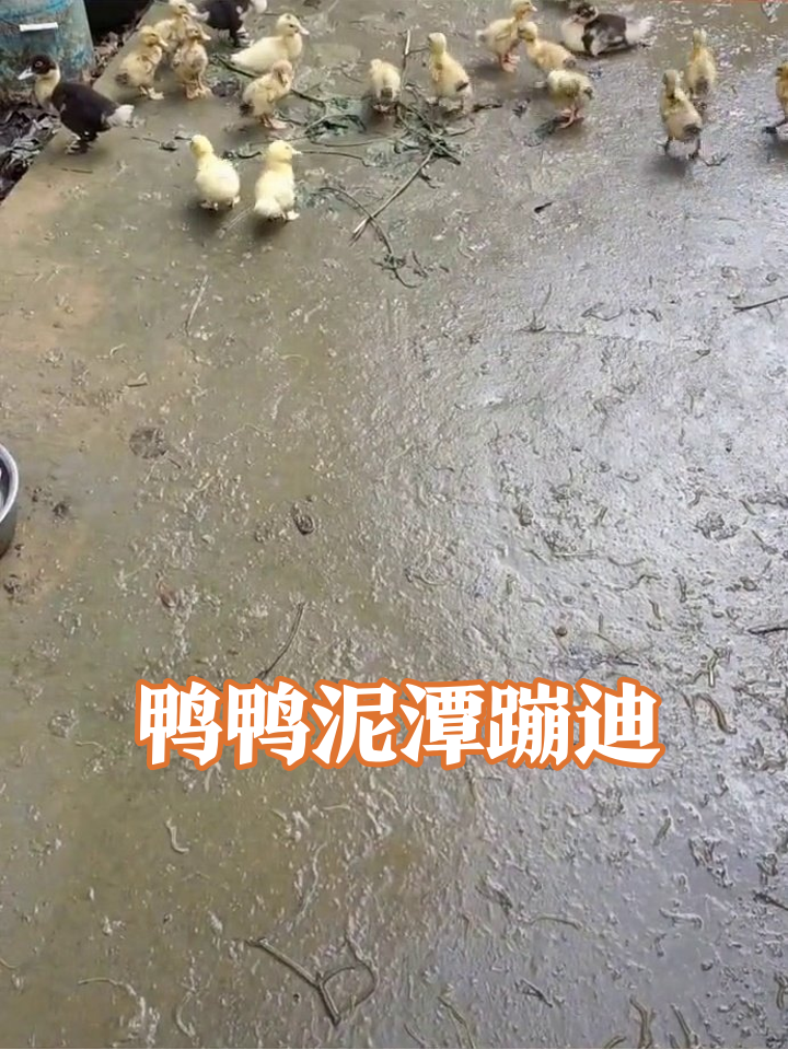 蔬菜摊旁拖鞋抢镜,小鸭子泥潭派对笑翻