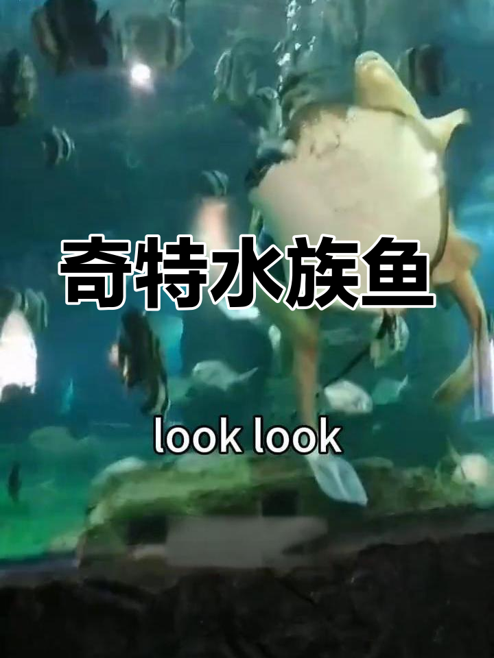 水族馆里的奇妙鱼类