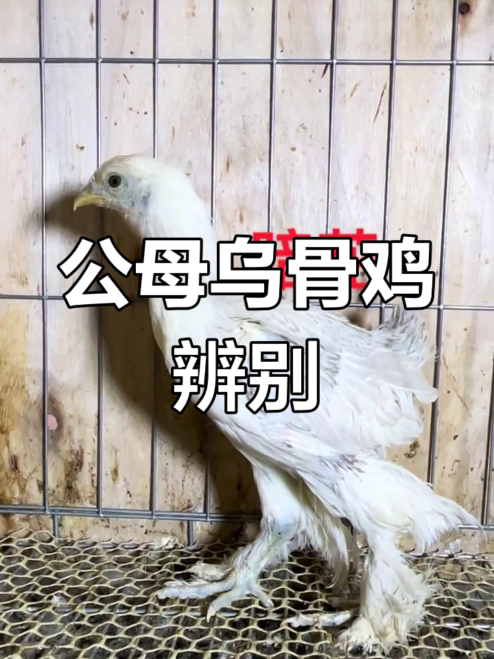 乌骨鸡公母辨别,岩鹰暗花品质保障