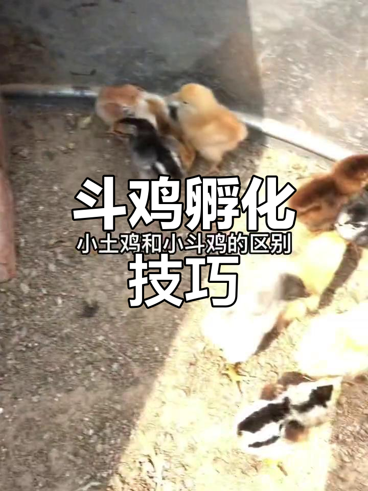 养殖技术交流:斗鸡出壳差异分析