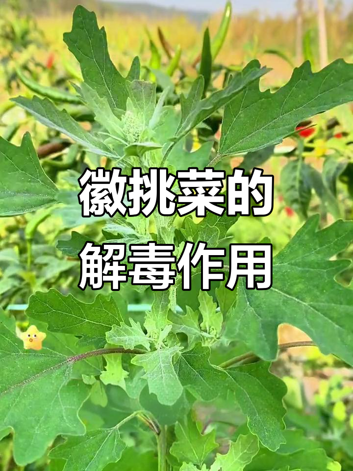 徽挑菜:古老野生蔬菜的清热解毒功效