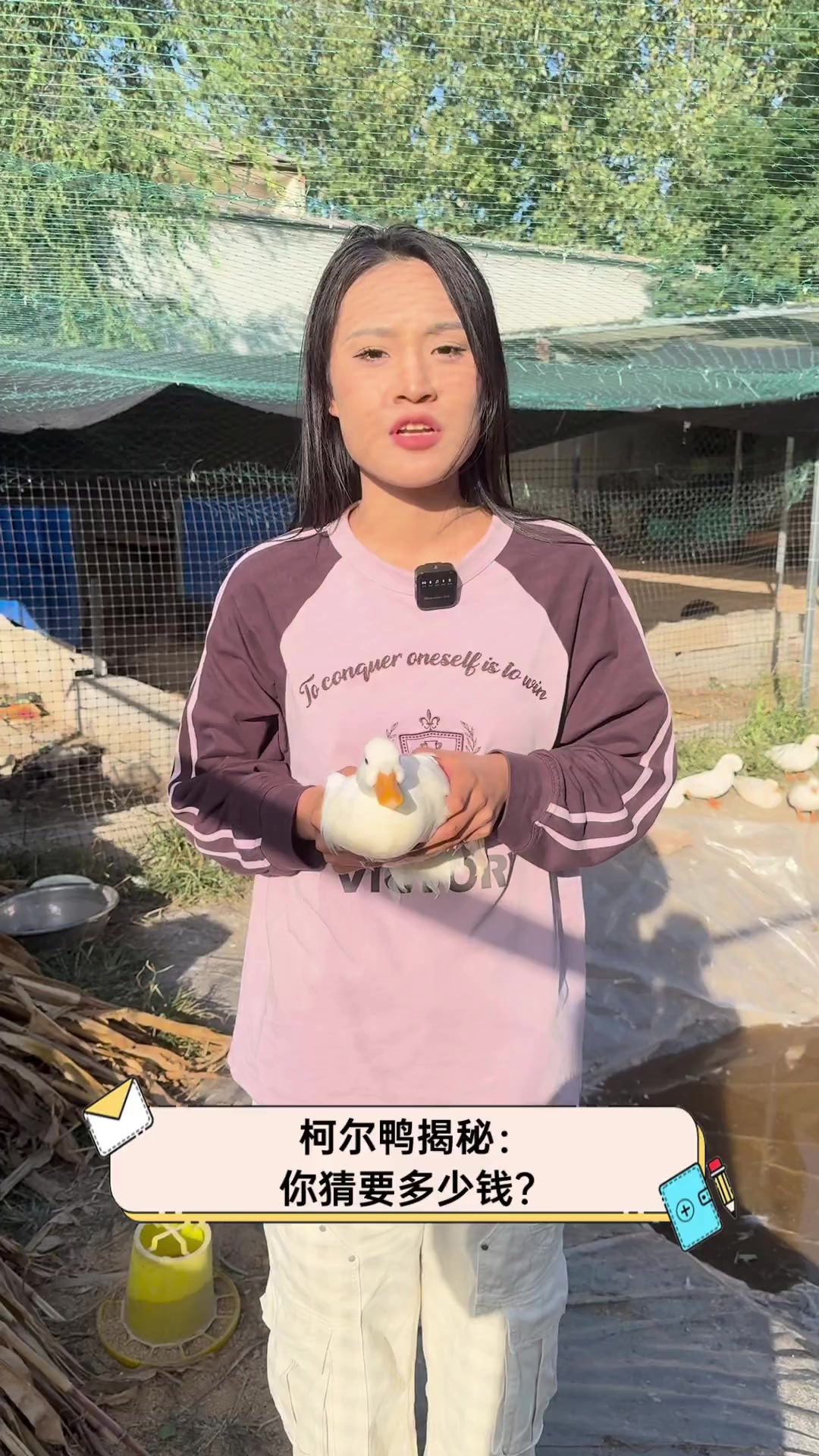 柯尔鸭揭秘:你猜要多少钱?