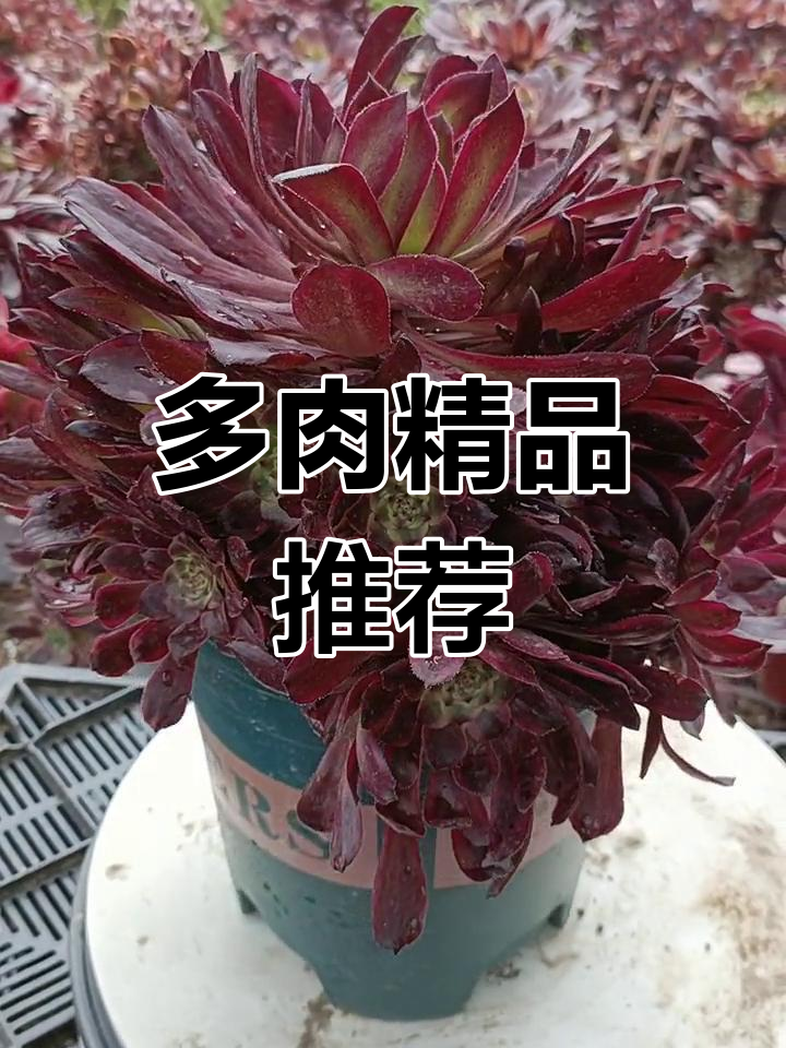 灵动法师舞天姬,多肉种植新宠