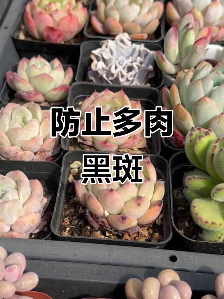 多肉植物长黑斑?这些方法帮你预防晒伤和病害