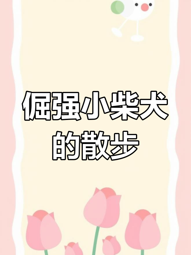 小柴犬倔强出门,樱花地里的“小跟屁虫”