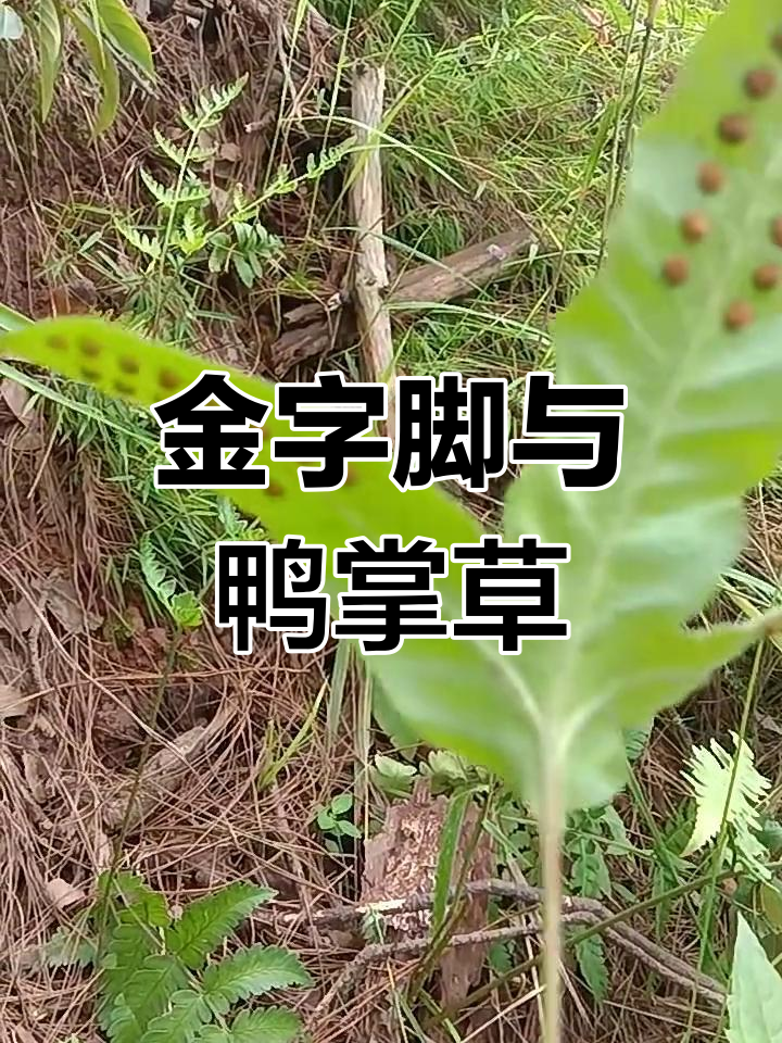 鸭掌草:名贵草药,市场价百元一公斤