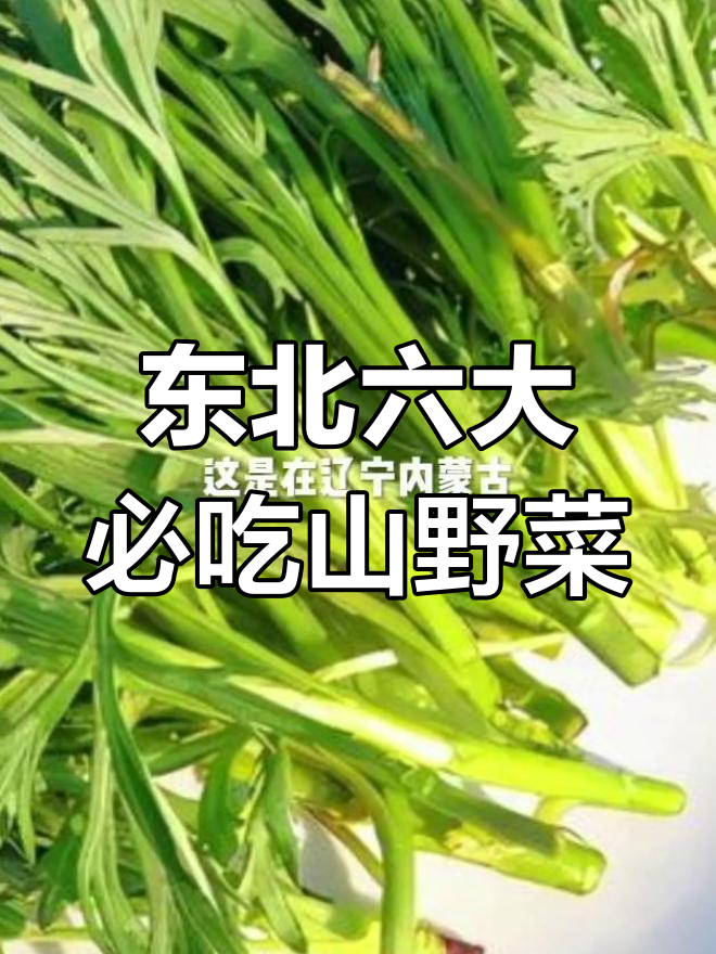 辽宁吉林黑龙江等地才有的6种东北山野菜,营养丰富又美味