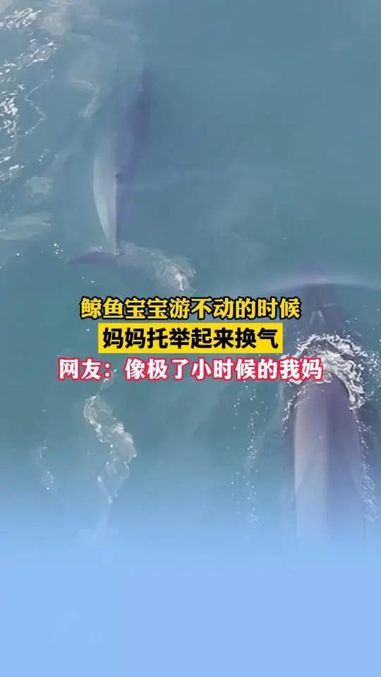 5月6日(发布),广西涠洲岛。鲸鱼宝宝游不动的时候,妈妈托举起来换气。网友:像极了小时候的