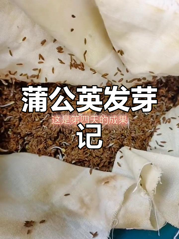 蒲公英种子发芽,农村生活的小惊喜