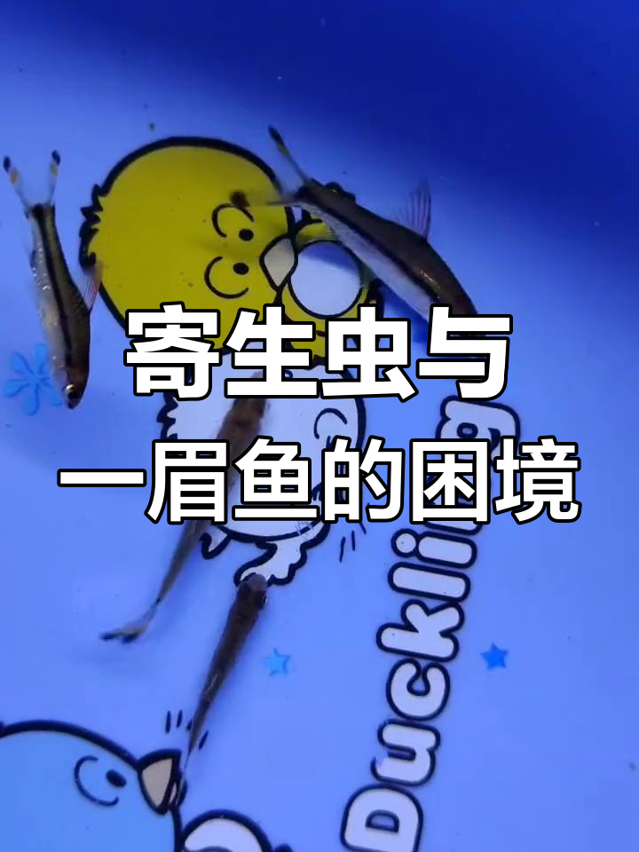 一眉鱼消瘦、发黑,指环虫感染,水质差易引发