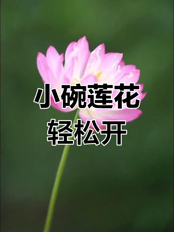 碗莲:小茶杯里的水中荷花,开花如钱币大小