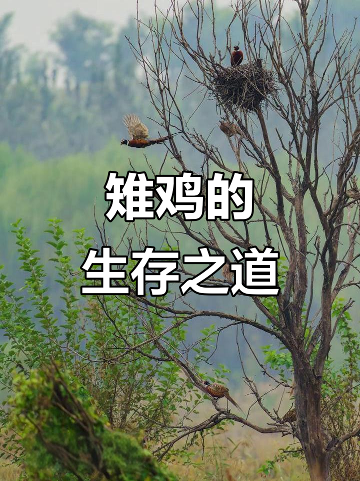 雉鸡,奔跑迅速,飞行有力,常见于山地草丛中