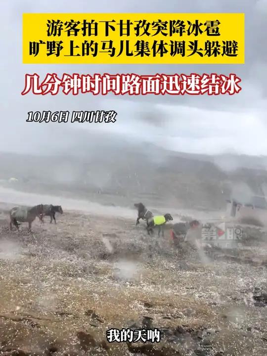 晴天→打雷→冰雹,10月6日,游客在川西半小时体验一年四季,拍下冰雹突降瞬间,旷野上的马儿
