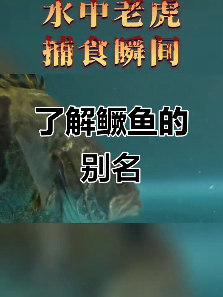 鳜鱼,母猪壳的秘密