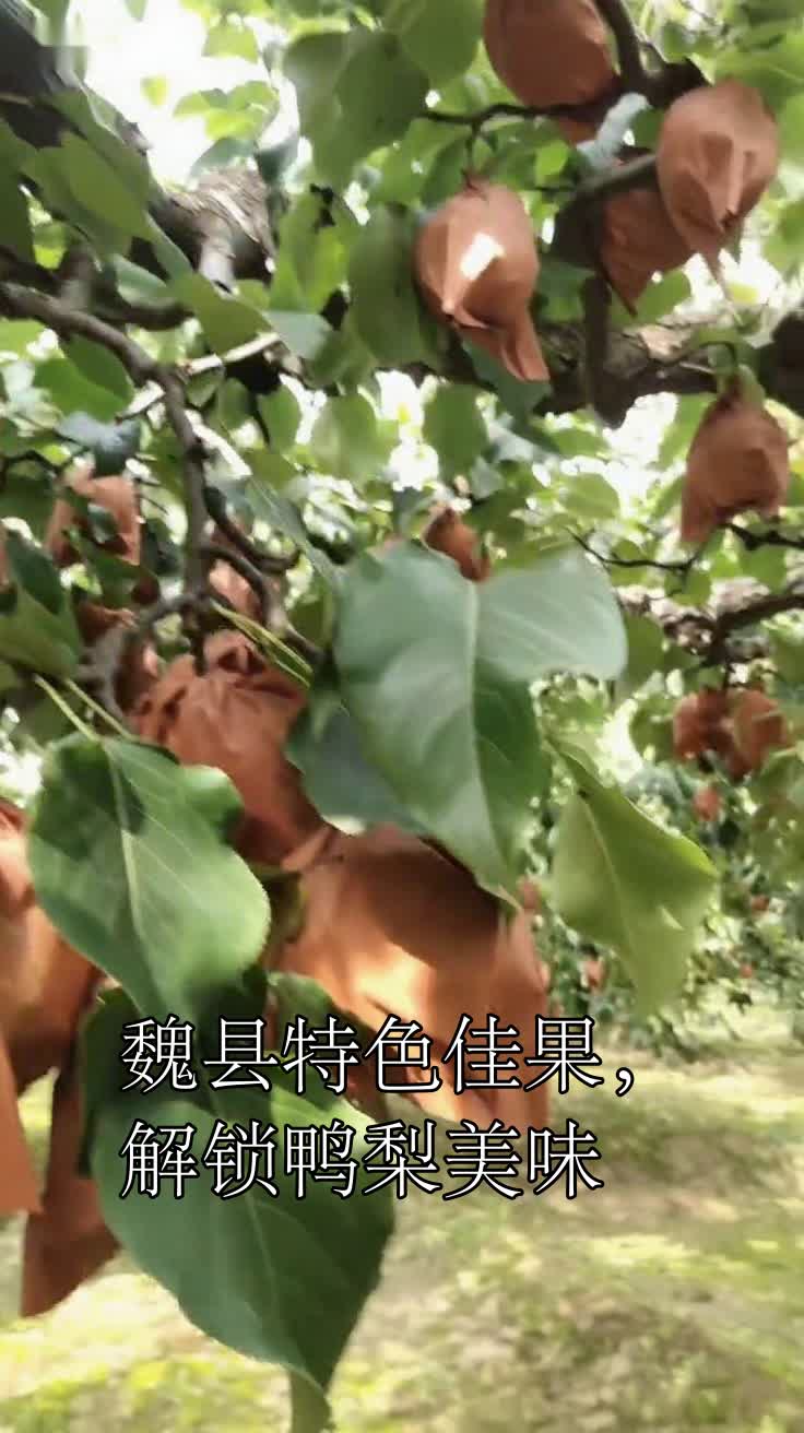 魏县特色佳果,解锁鸭梨美味