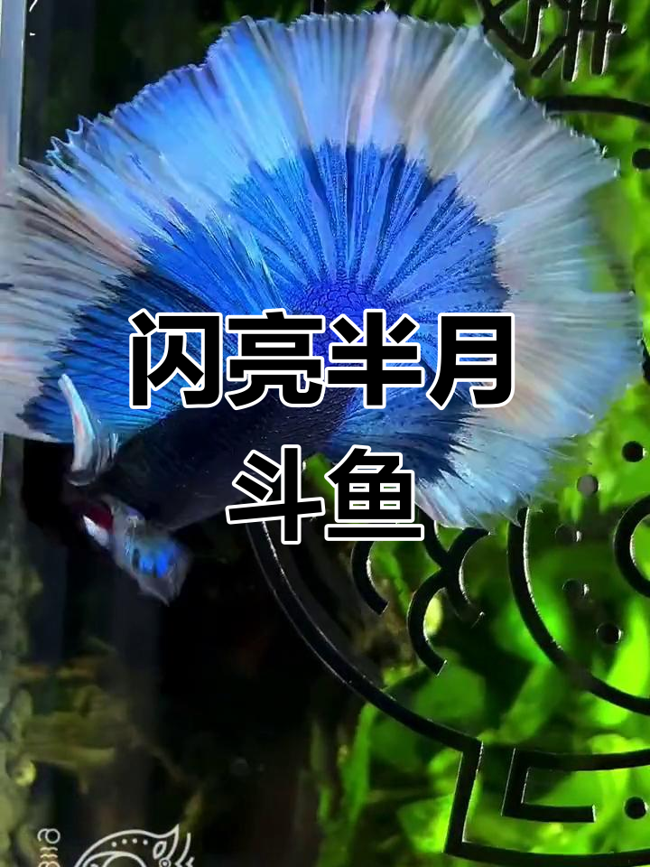 蓝白蝶翼青花瓷半月斗鱼,闪耀水族世界