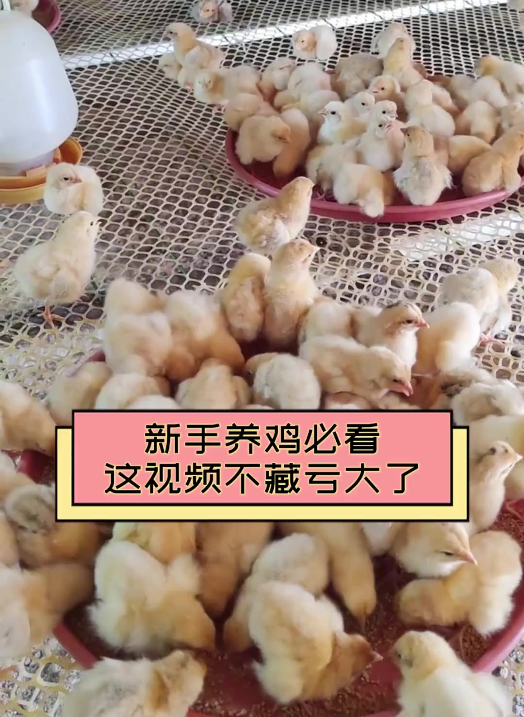 新手养鸡必看,这视频不藏亏大了