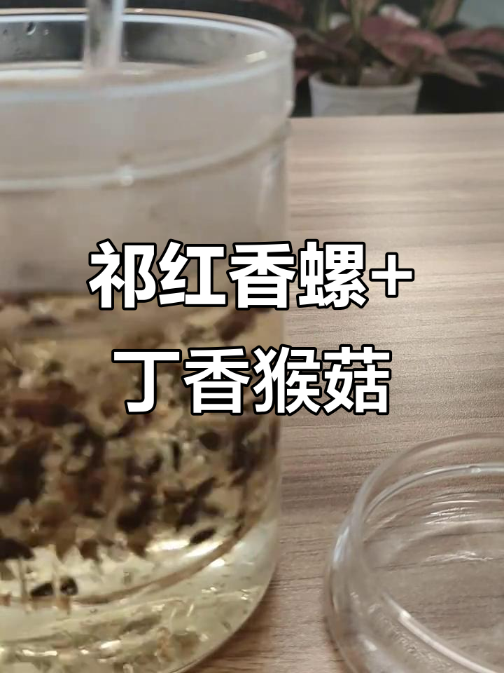 祁红香螺与丁香猴菇茶的完美邂逅,香气四溢让人沉醉