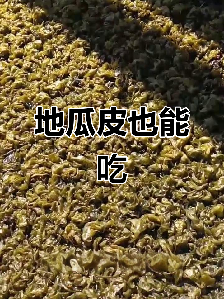 野生地瓜皮竟能食用,你尝过吗?