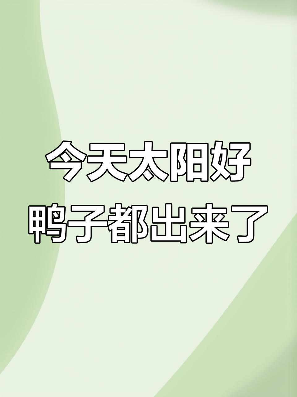 今天的天气太棒了，阳光明媚，鸭群也出来晒太阳补钙