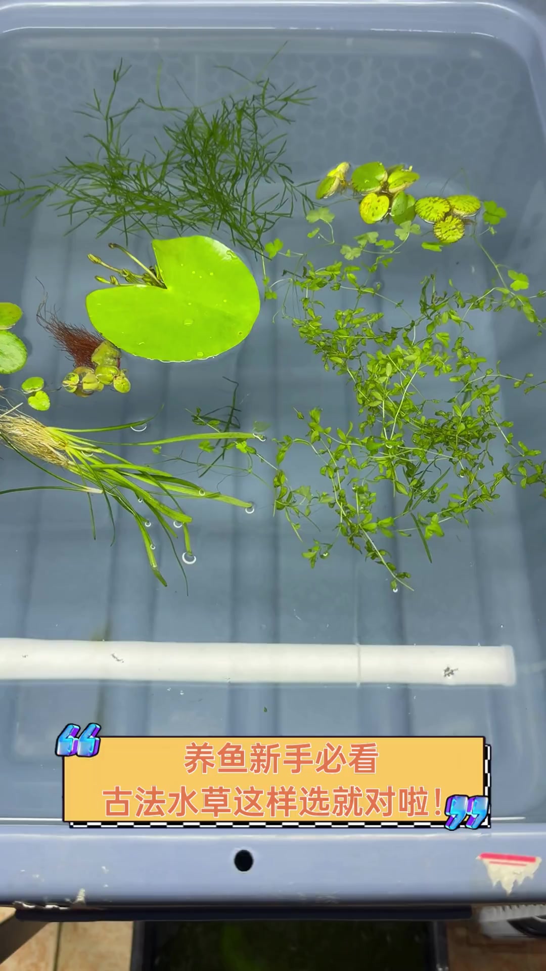 养鱼新手必看,古法水草这样选就对啦!