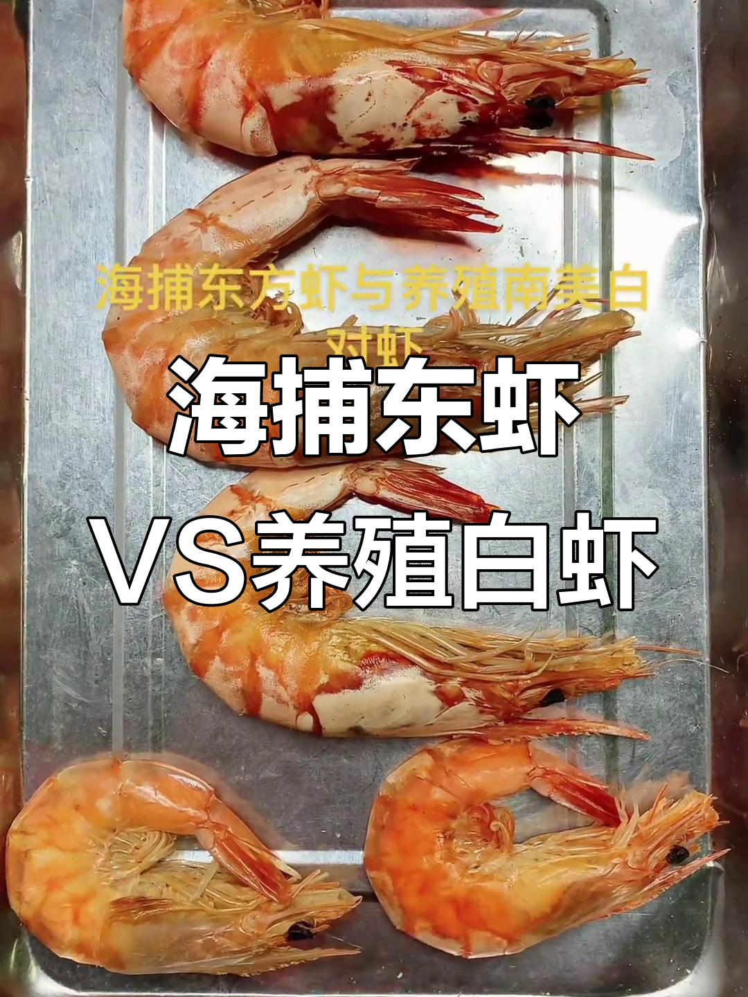 东方虾与南美白对虾的区别，养殖和海捕大揭秘