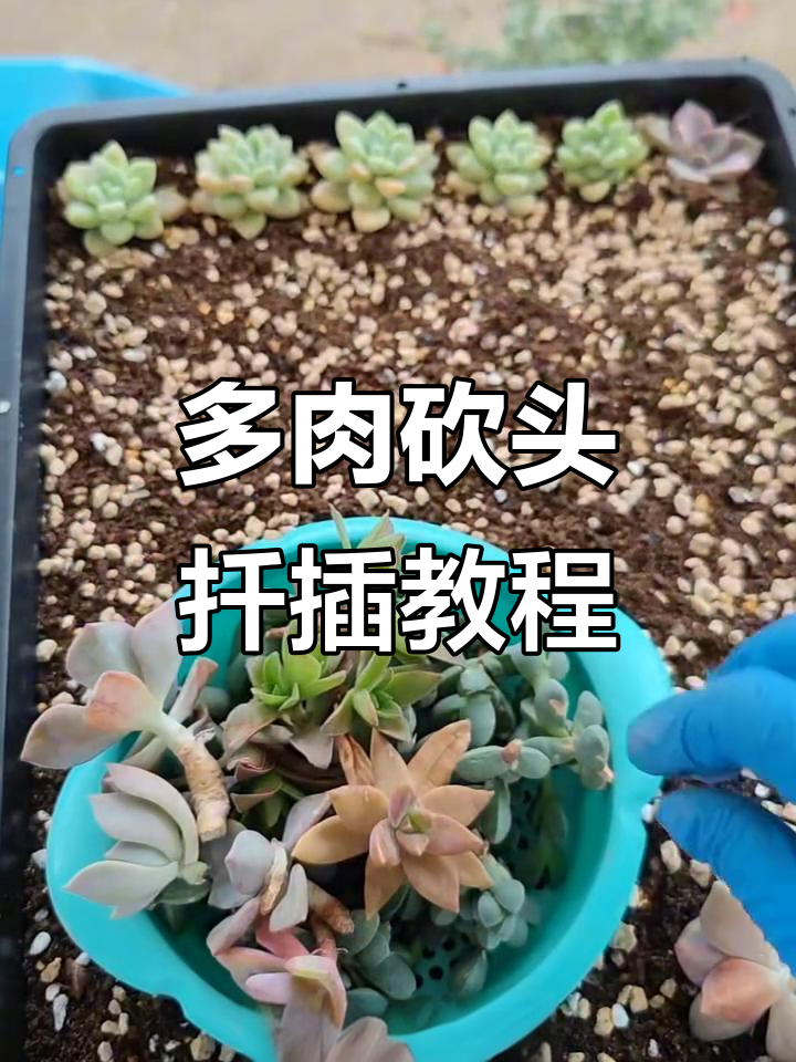 砍头繁殖大作战,多肉植物扦插技巧全揭秘