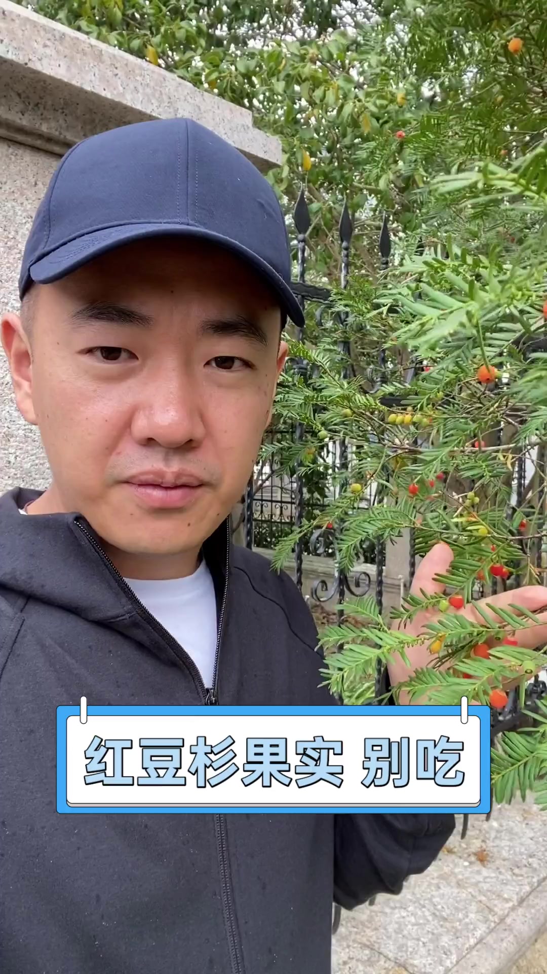 红豆杉果实,别吃