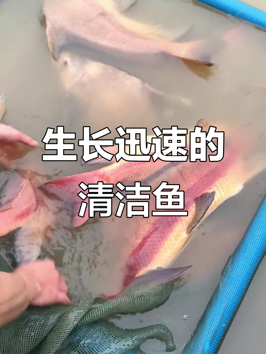 一帆风顺鱼,杂食清理塘底,一年长1-2斤,最大可达20斤