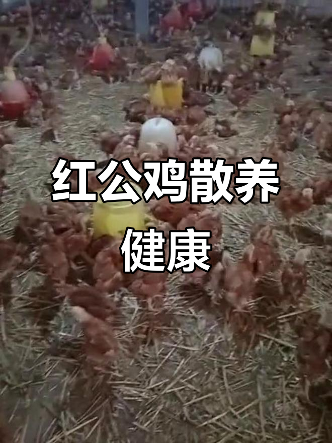 曹县苏集郭楼红公鸡,抗病力强,一斤多重,散养健康