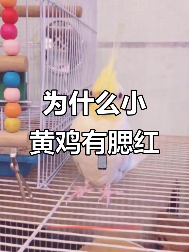 小黄鸡的耳朵藏在哪?原来是这样!