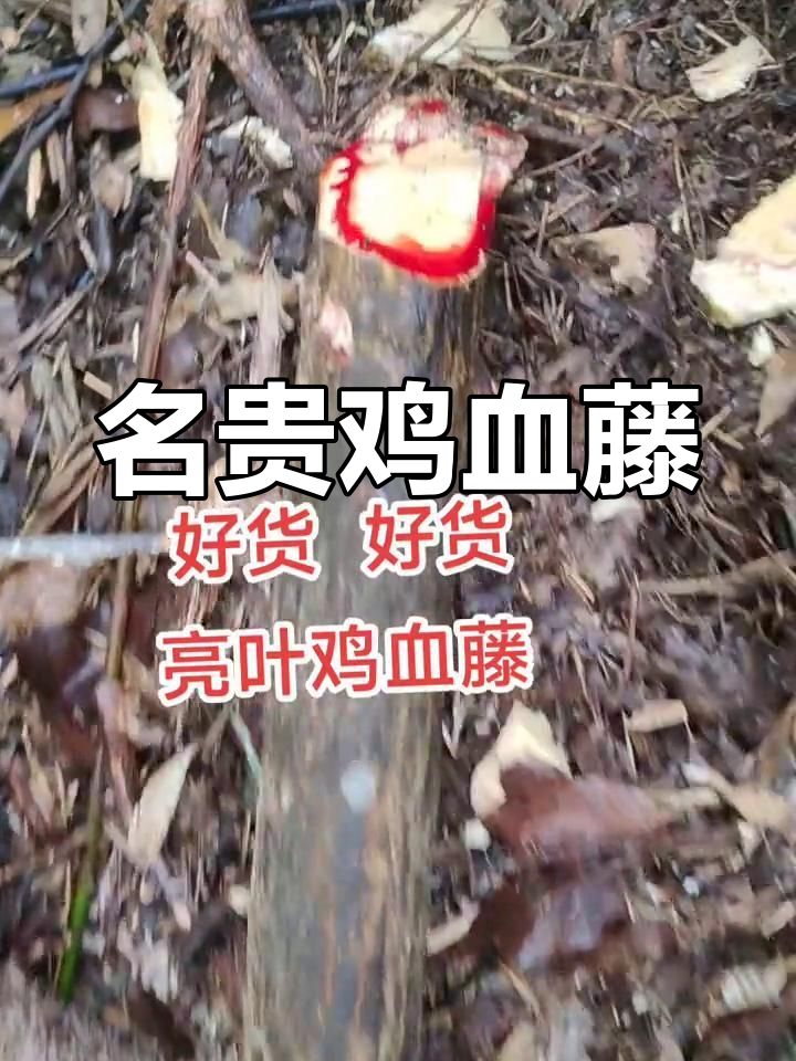 山中珍稀鸡血藤,亮叶品种现身