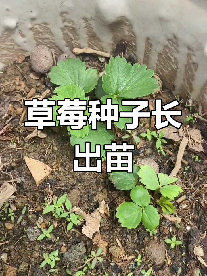 草莓种子发芽记:从阳台到两片叶子的成长历程